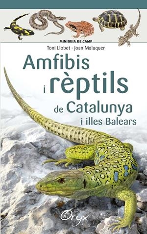 Amfibis i rèptils de Catalunya i illes Balears | Llobet François , Toni/Maluquer Margalef, Joan